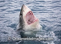 Great White Shark on surface Photo - David Fleetham