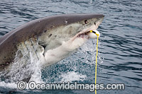 Great White Shark on surface Photo - David Fleetham