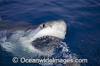 Great White Shark on surface Photo - David Fleetham
