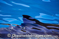 Great White Shark on surface Photo - David Fleetham