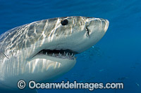 Great White Shark underwater Photo - David Fleetham