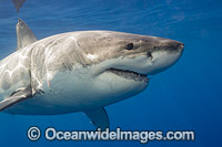 Great White Shark underwater Photo - David Fleetham