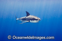 Great White Shark underwater Photo - David Fleetham