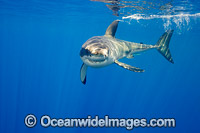 Great White Shark underwater Photo - David Fleetham