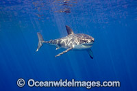 Great White Shark underwater Photo - David Fleetham