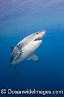 Great White Shark underwater Photo - David Fleetham
