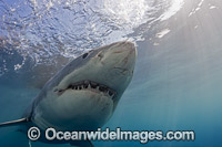 Great White Shark underwater Photo - David Fleetham