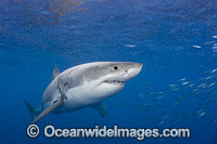 Great White Shark underwater Photo - David Fleetham