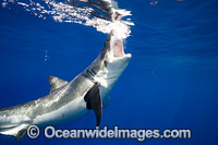 Great White Shark underwater Photo - David Fleetham
