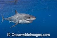 Great White Shark underwater Photo - David Fleetham