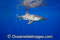 Great White Shark underwater Photo - David Fleetham
