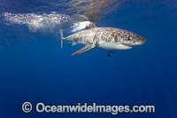 Great White Shark underwater Photo - David Fleetham