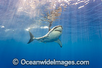 Great White Shark underwater Photo - David Fleetham