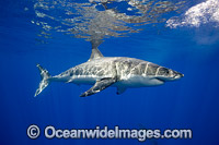 Great White Shark underwater Photo - David Fleetham