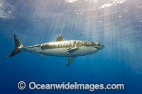 Great White Shark underwater Photo - David Fleetham