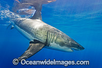 Great White Shark underwater Photo - David Fleetham