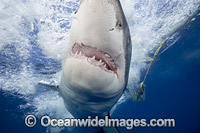 Great White Shark underwater Photo - David Fleetham