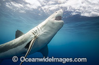 Great White Shark underwater Photo - David Fleetham