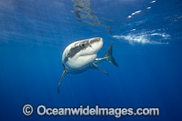 Great White Shark underwater Photo - David Fleetham