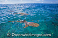 Blacktip Reef Shark Photo - David Fleetham