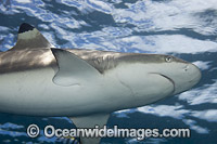Blacktip Reef Shark Photo - David Fleetham