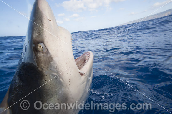 Galapagos Shark jaws photo Galapagos Shark jaws photo