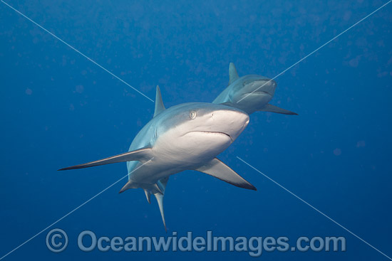 Grey Reef Shark photo