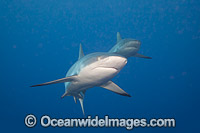Grey Reef Shark Photo - David Fleetham
