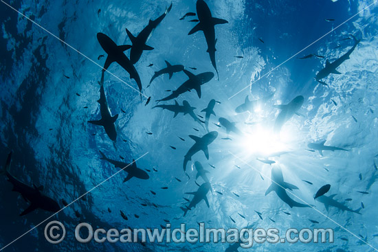 Schooling Grey Reef Sharks photo Schooling Grey Reef Sharks photo