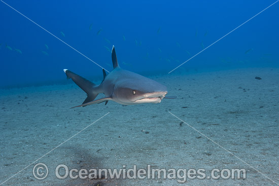 Whitetip Reef Shark Hawaii photo Whitetip Reef Shark Hawaii photo