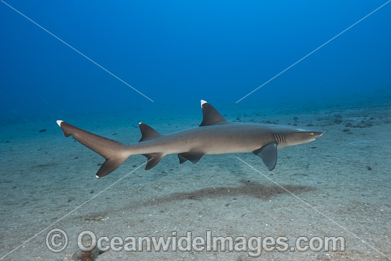 Whitetip Reef Shark Hawaii photo