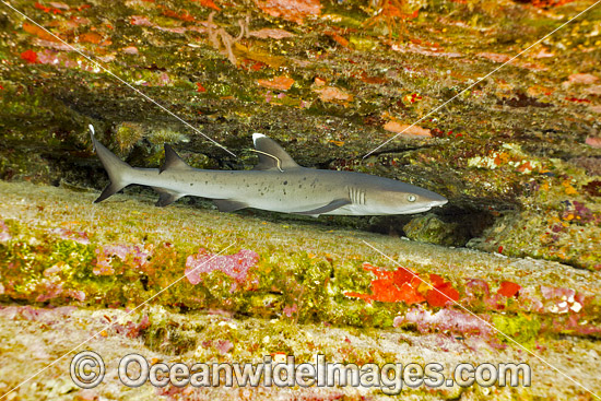 Whitetip Reef Shark with research tag photo Whitetip Reef Shark with research tag photo