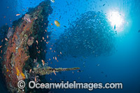 Liberty Shipwreck Tulamben Photo - David Fleetham