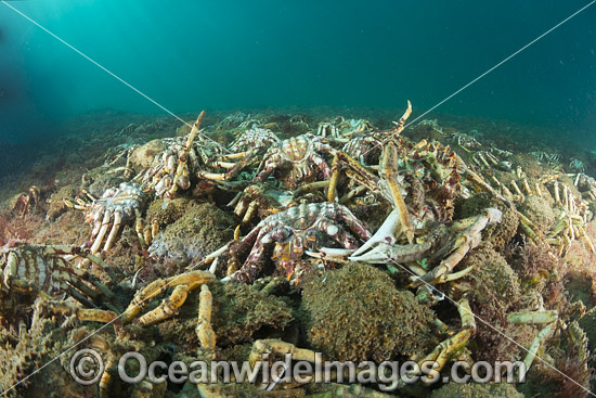 Giant Spider Crab shells photo Giant Spider Crab shells photo