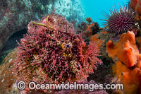 Tasselled Anglerfish Rhycherus filamentosu Photo - Gary Bell