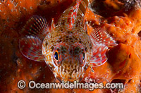 Marble Dragonet Victoria Photo - Gary Bell