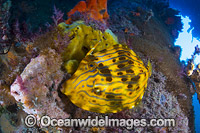 Mosaic Leatherjacket under Blairgowrie Jetty Photo - Gary Bell