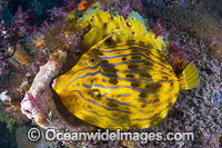 Mosaic Leatherjacket Eubalichthys mosaicus Photo - Gary Bell