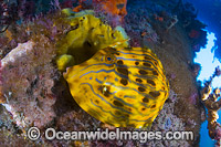 Mosaic Leatherjacket under Blairgowrie Jetty Photo - Gary Bell