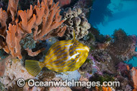 Mosaic Leatherjacket Photo - Gary Bell