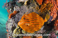 Mosaic Leatherjacket under Blairgowrie Jetty Photo - Gary Bell