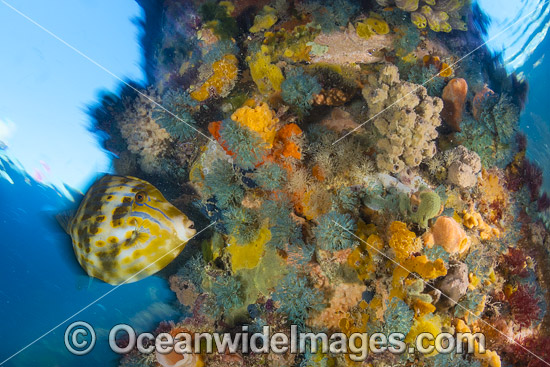 Mosaic Leatherjacket and Blairgowrie Jetty pylon photo Mosaic Leatherjacket and Blairgowrie Jetty pylon photo