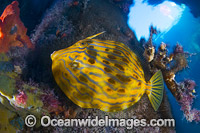 Mosaic Leatherjacket Eubalichthys mosaicus Photo - Gary Bell