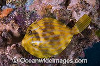 Mosaic Leatherjacket amongst colourful sponges Photo - Gary Bell