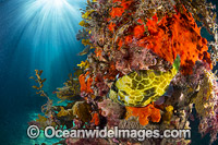 Gunn's Leatherjacket Eubalichthys gunnii Photo - Gary Bell