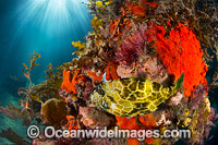 Gunn's Leatherjacket Eubalichthys gunnii Photo - Gary Bell