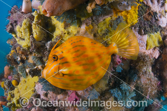 Mosaic Leatherjacket under Blairgowrie Jetty photo Mosaic Leatherjacket under Blairgowrie Jetty photo