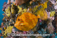 Mosaic Leatherjacket under Blairgowrie Jetty Photo - Gary Bell
