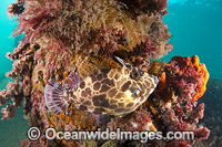 Gunn's Leatherjacket Photo - Gary Bell