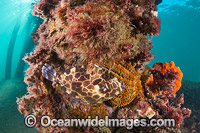 Gunn's Leatherjacket Eubalichthys gunnii Photo - Gary Bell